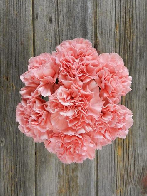 KAORI PINK CARNATIONS